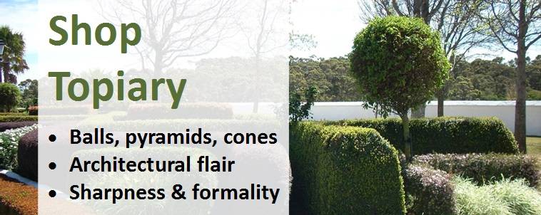 Shop for topiary